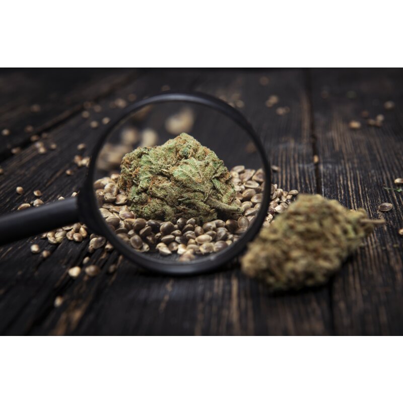 Pink Rozay Autoflower feminisiert 3 Stk. Marj Jane Seeds