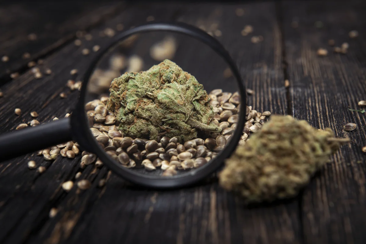 Marj Jane Seeds Mimosa feminisiert 3 Stück Marj Jane Seeds Mimosa feminisiert 3 Stück